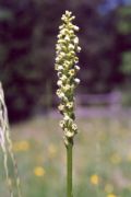 Pseudorchis albida